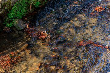 Clear stream with riverbed, green foliage, and sun dappled water surface