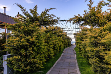 Serene pathway through evergreen archway with blue sky