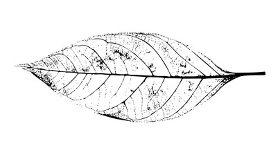 Vector Detailed of a single leaf skeleton with prominent veins.