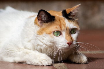 Cat with green eyes lying on the floor