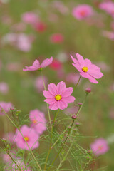 コスモスの花