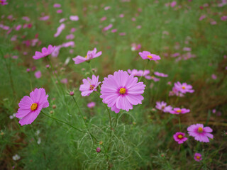 Fototapeta premium コスモスの花