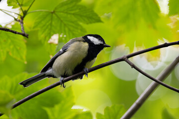 Great Tit (Parus major) commonly found in woodlands and gardens across Europe