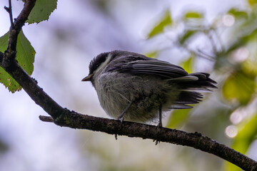 Great Tit (Parus major) commonly found in woodlands and gardens across Europe
