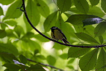 Great Tit (Parus major) commonly found in woodlands and gardens across Europe