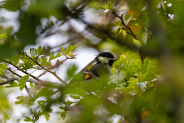 Great Tit (Parus major) commonly found in woodlands and gardens across Europe
