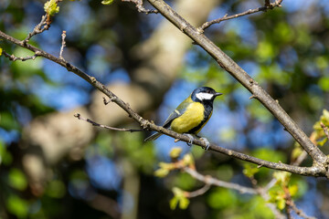 Great Tit (Parus major) commonly found in woodlands and gardens across Europe