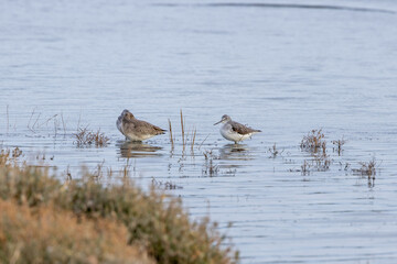 Fototapeta premium Greenshank (Tringa nebularia) commonly found in wetlands and coastal regions across Europe