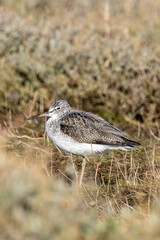 Greenshank (Tringa nebularia) commonly found in wetlands and coastal regions across Europe