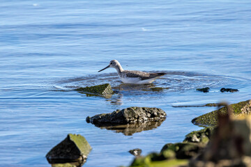 Greenshank (Tringa nebularia) commonly found in wetlands and coastal regions across Europe