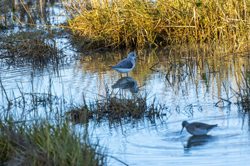 Greenshank (Tringa nebularia) commonly found in wetlands and coastal regions across Europe
