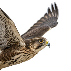 Fototapeta premium Majestic hawk soaring with wings spread wide, a symbol of freedom and strength, perfect for designs 