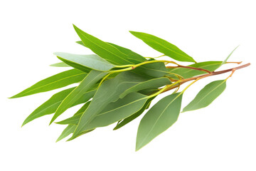 Eucalyptus leaves on a branch isolated on transparent background. Fresh eucalyptus sprig isolated on white background.