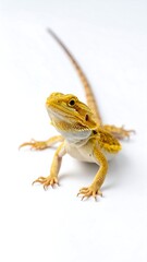 Obraz premium Yellow lizard on white background