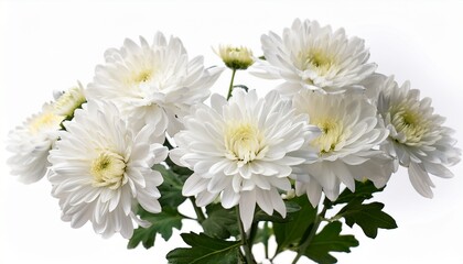 Obraz premium isolated white chrysanthemum flowers