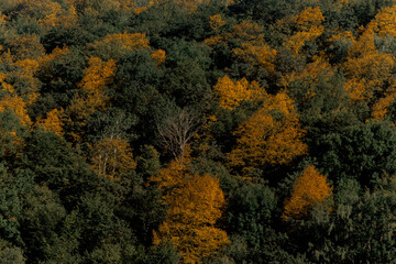 Dense forest in the Caucasus region with a mix of green and vibrant orange foliage. The landscape showcases the beauty of autumn in mountainous terrain.