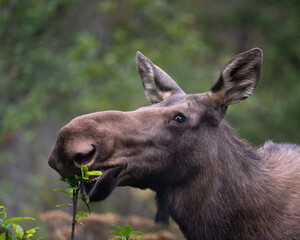 Close up head shot of a cow moose eating