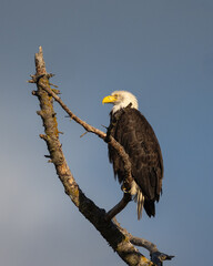 Bald eagle high in a tree sitting on a branch