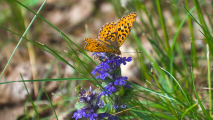 Close-up of a Silver-studded Fritillary butterfly (Boloria euphroyne) on a blue flower cluster.
