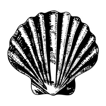 Vector Detailed of a scallop seashell with radiating ridges.
