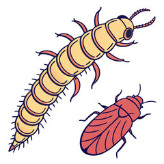 Hand drawn vector illustration of a larva and adult click beetle isolated