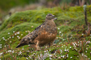 Rufous-bellied Seedsnipe on Andean hillside