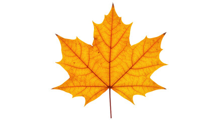 Fototapeta premium Autumn Maple Leaf Detailed Closeup 1.
