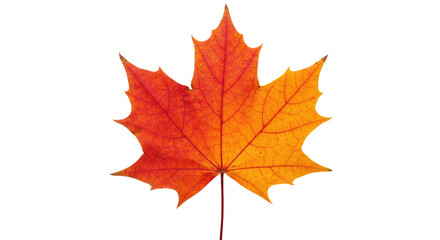 Fototapeta premium Autumn Maple Leaf Red Orange Fall Foliage 2.