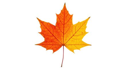 Fototapeta premium Autumn Maple Leaf vibrant colors fall foliage.