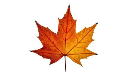 Obraz premium Autumn Maple Leaf Vivid Colors.