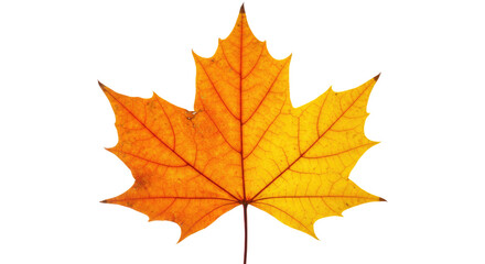 Autumn Maple Leaf Vivid Orange Yellow 1.