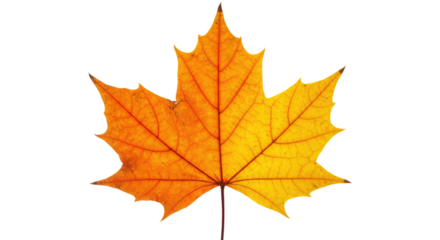 Autumn Maple Leaf Vivid Orange Yellow 1.
