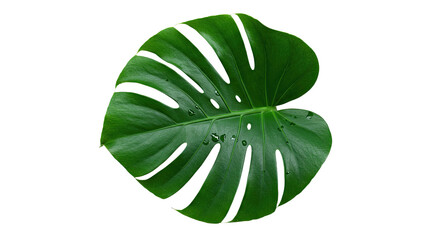 Closeup of a vibrant green Monstera deliciosa leaf.