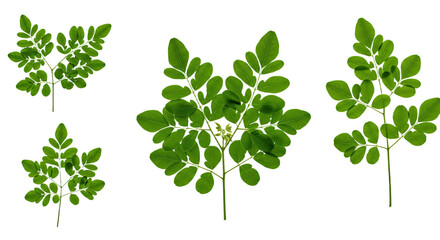 Obraz premium Green Moringa Leaves Close Up.
