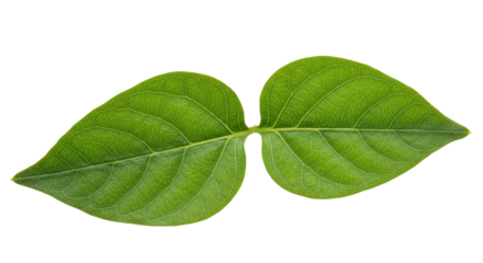 Pair of vibrant green leaves close up.
