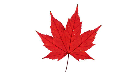 Red Maple Leaf Detailed Close Up.