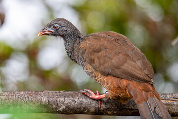 Andean Guan Perched on Branch in Andean Cloud Forest