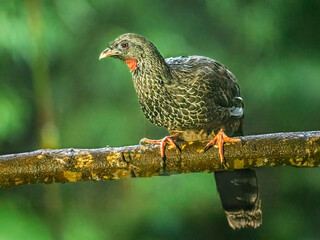 Andean Guan Perched on Branch in Andean Cloud Forest