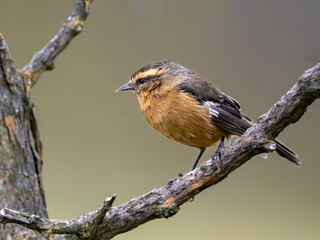 Cinereous Conebill Perched on Branch