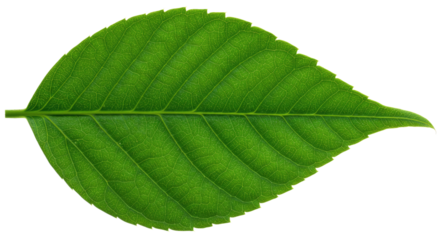 Single Green Leaf Detailed Closeup 2.