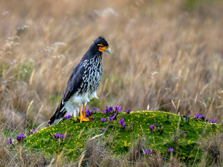 Carunculated Caracara in Andean Páramo