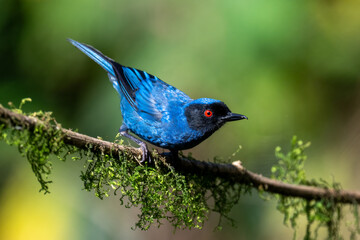 Masked Flowerpiercer on mossy branch