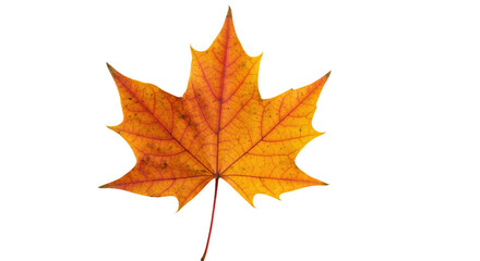 Obraz premium Single orange autumn maple leaf isolated 1.