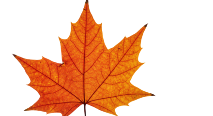 Single Orange Maple Leaf Autumn Fall.