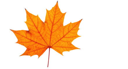 Fototapeta premium Single orange maple leaf autumn foliage 1.