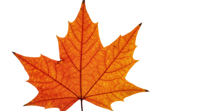 Single Orange Maple Leaf Autumn Fall.