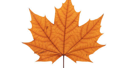 Fototapeta premium Single orange maple leaf autumn foliage 11.