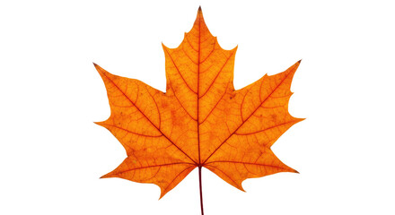 Obraz premium Single orange maple leaf autumn foliage 15.