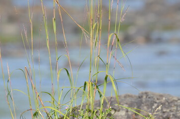 verdure