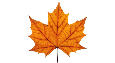 Fototapeta premium Single orange maple leaf autumn foliage 20.
